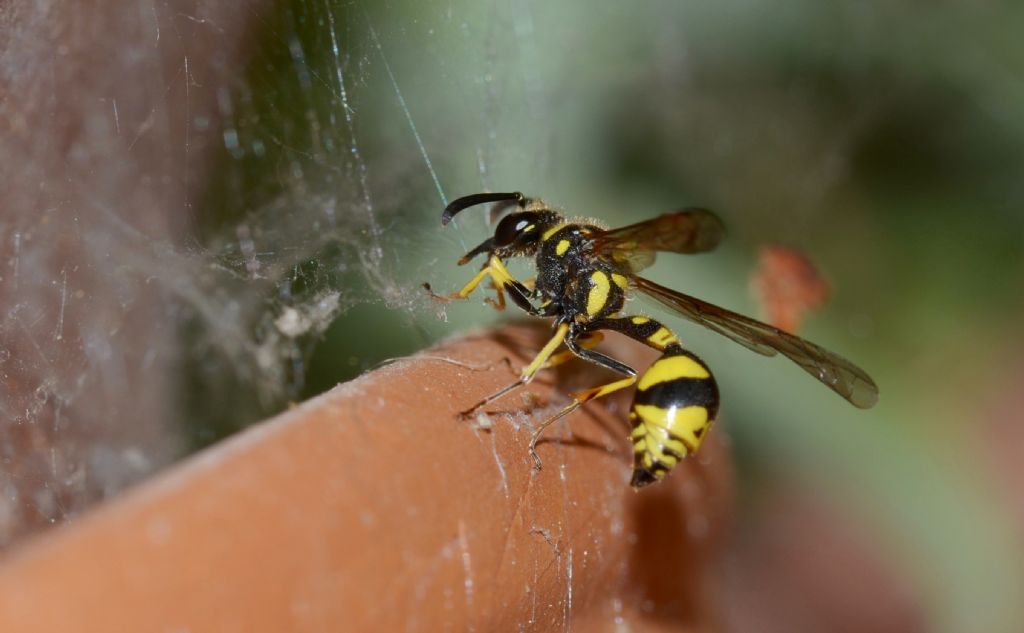 Eumenes sp. e tela ragno